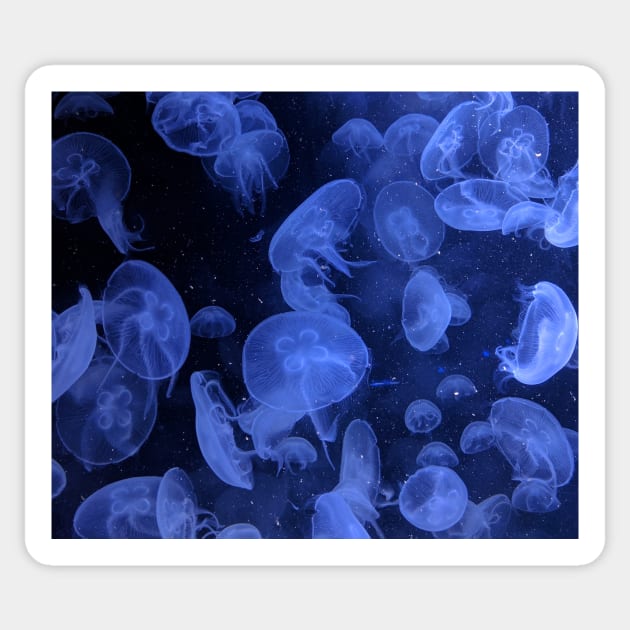 Underwater photography Sticker by daghlashassan